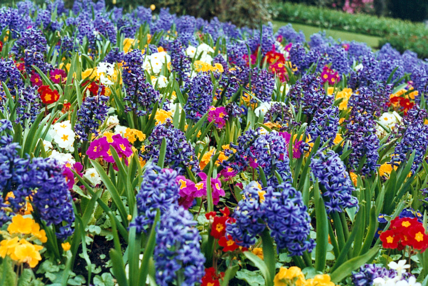 spring_flower_bed.jpg